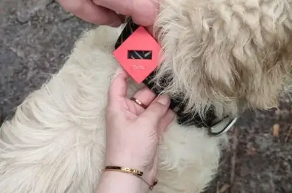 Ретривер найден: ул. Энергостроителей, 4/2