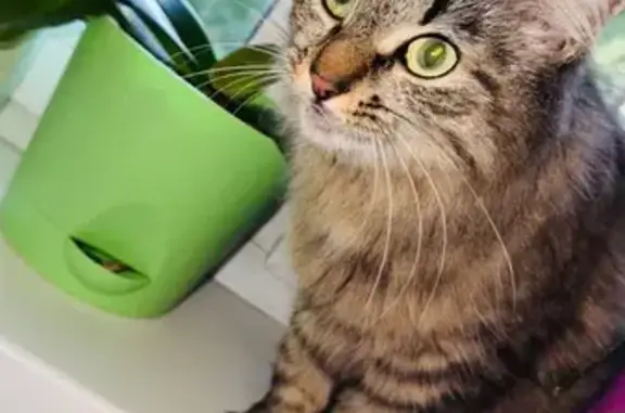 Найдена кошка на Софьи Ковалевской, 2А