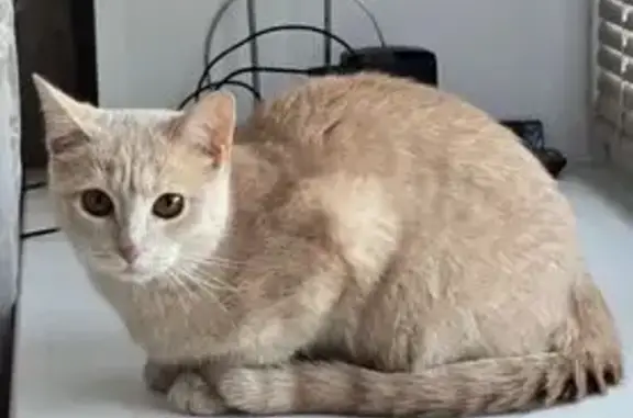 Кошка найдена: 3-й Виноградный пр., д.6