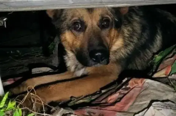 Найдена собака, Лесная ул., Маслово