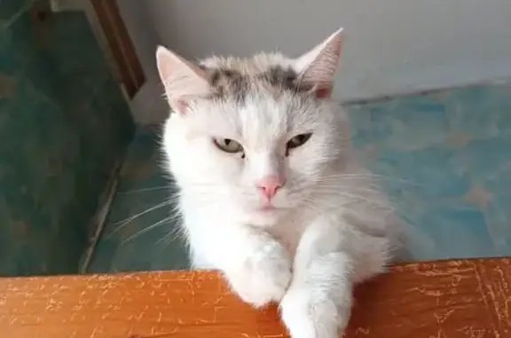 Кошки потеряшки, Ивдель, фото: Потеряшка кошка, ул. Трошева 19, Ивдель