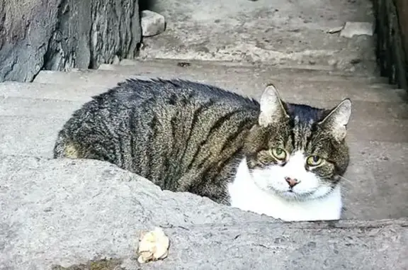 Кошка найдена у подвала на Гайдара 3