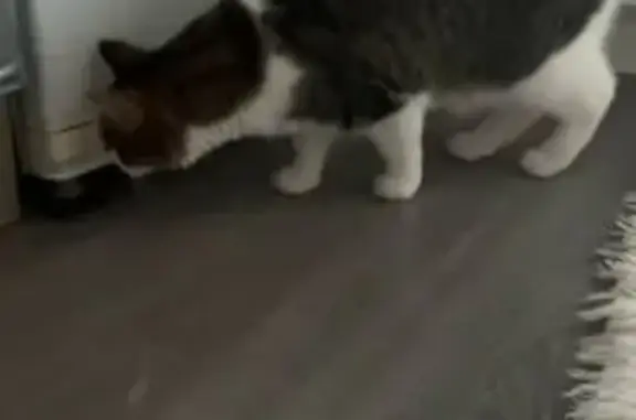 Найдена кошка на Тихой ул., 3 к1, Бугры