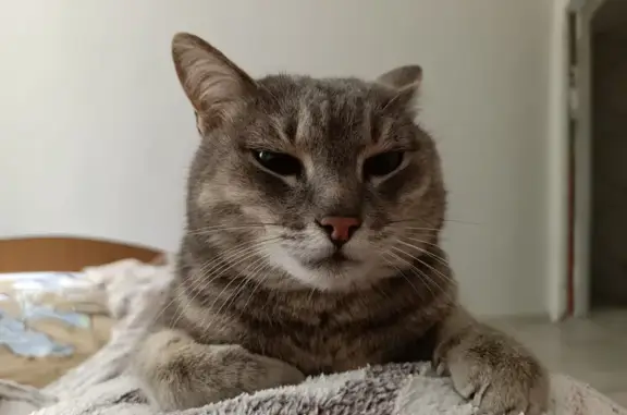 Кошка найдена: ул. Петрова, 8, Йошкар-Ола