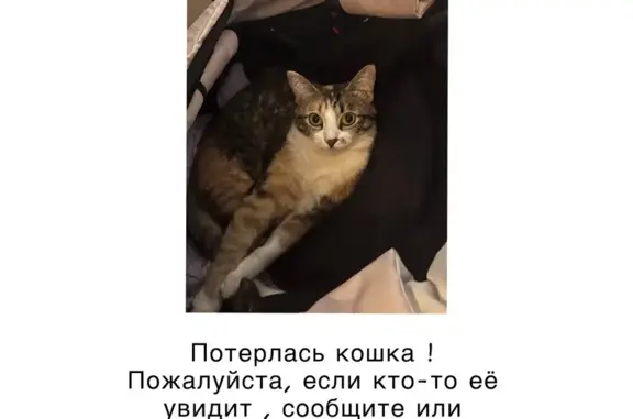 Пропала кошка, пр. Канатчиков, 16А, Волгоград