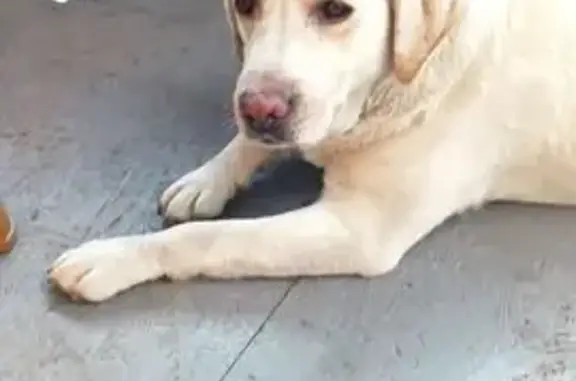 Найдена собака, , фото: Найдена собака, Катериновка, Луганщина