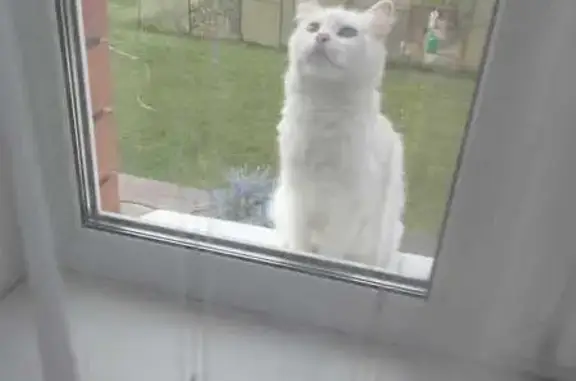 Найдена белая кошка, Московское шоссе 53