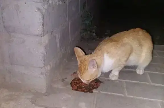 Котик найден: Звёздная ул., 7, Астрахань