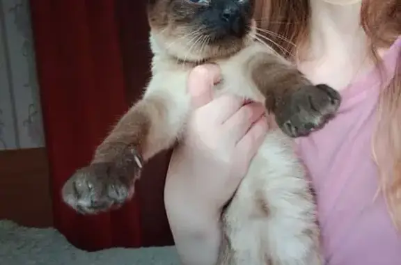 Сиамская кошка найдена на ул. Салова, СПб