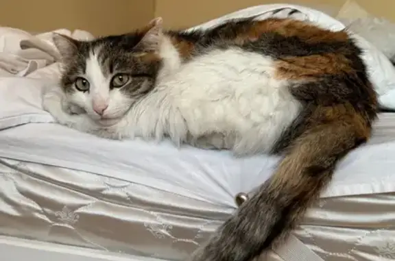 Кошки потеряшки, Красноярск, фото: Потеряшка кошка, Артёмовская 26, Красноярск