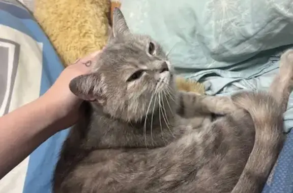 Найдена кошка, Уфа, фото: Найдена серая кошка, ул. Правды 18/5