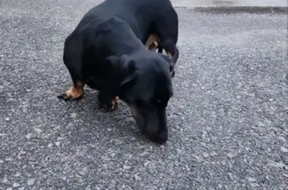 Такса найдена, пр. Патриотов, Воронеж