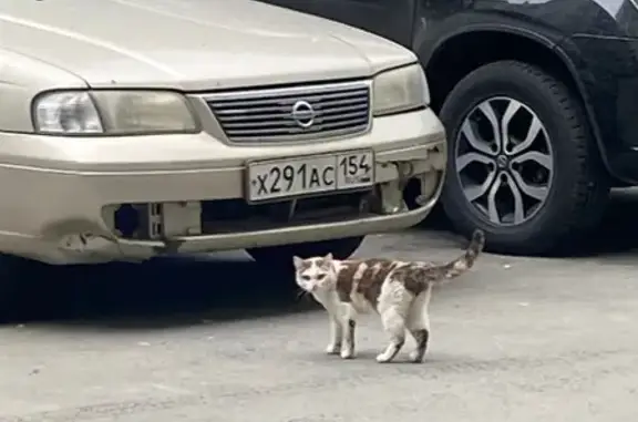 Найдена кошка, ул. Чкалова 70/1, НСК