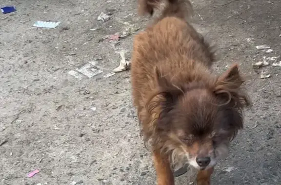 Чихуахуа найдена: ул. Кайкова, 11, Тверь