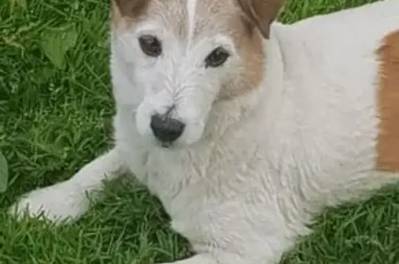 Собака найдена: 2-й Горельский пр., 12