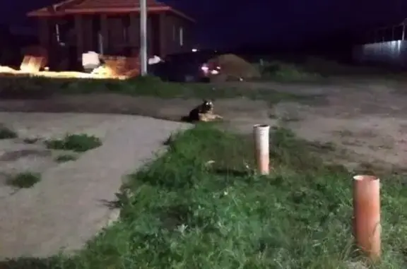 Собака найдена: Щетинский сельсовет