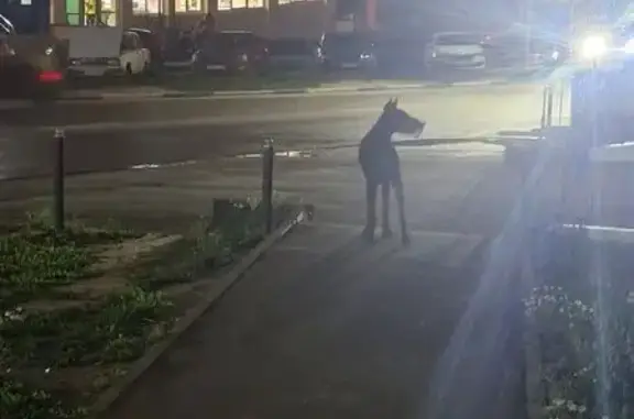 Найдена собака, Воронеж, фото: Собака найдена: ул. В. Невского, Воронеж