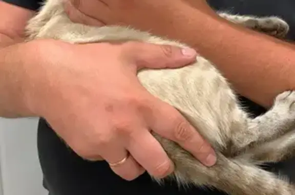 Найдена кошка, Городище (Волгоградская обл.), фото: Сиамский котик найден: Промышленная 13А