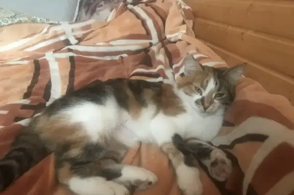 Пропала кошка, Тихорецкий пр., 31, СПб