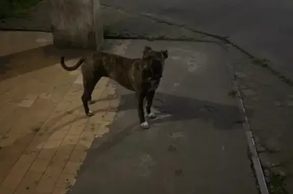 Найдена собака, ул. Сержанта Мишина, 1