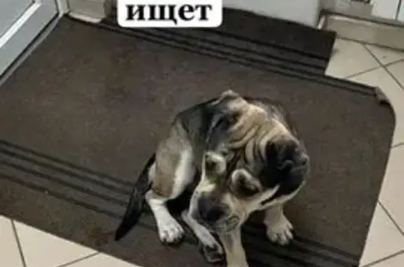 Пропала собака, ул. Циолковского 22, Воронеж