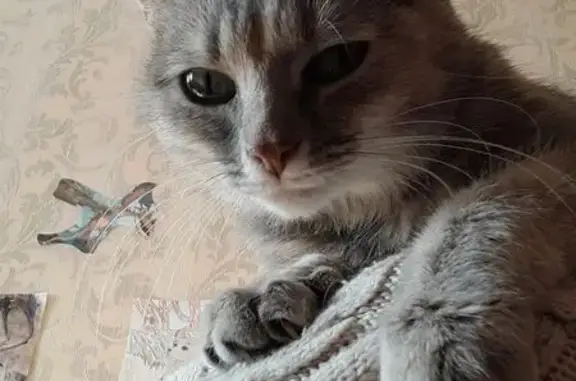 Пропала кошка, пр. Мира 81, Нижнекамск
