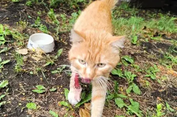 Найдена кошка, Шуваевский сельсовет, фото: Кошка найдена: Шуваевский сельсовет, Кр. край