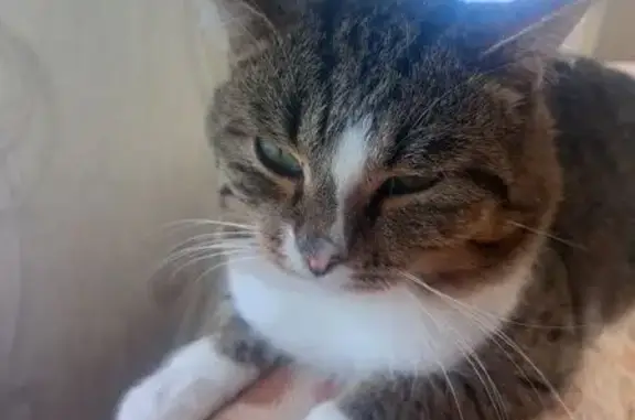 Кошки потеряшки, Омская область, фото: Потеряшка кошка, Гофнунгсталь, Омск