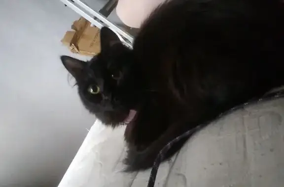 Пропала кошка, Севастопольская 45, Миасс