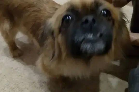 Кошка в особняке, Лескова 24А, Сочи