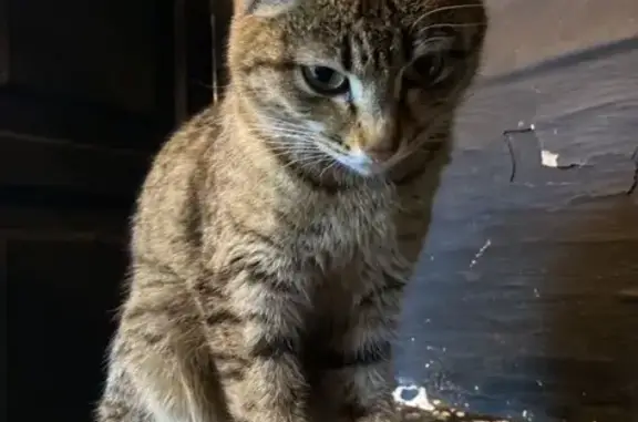 Найдена кошка, ул. Шестиперова, 50, Чита