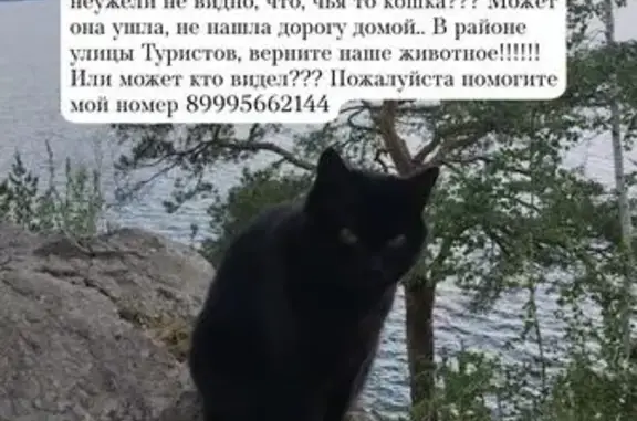 Пропала кошка Люси, ул. Туристов, 75