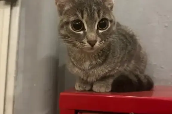 Кошка и котята найдены на Газовиков, 41