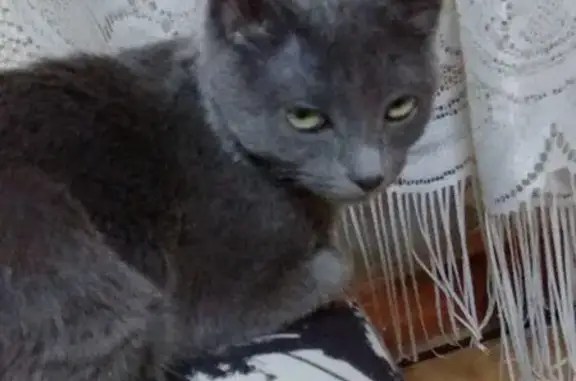 Кошки потеряшки, Усолье-Сибирское, фото: Потеряшка кошка, ул. Куйбышева 11, Усолье