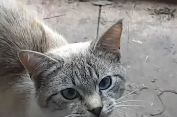 Кошка найдена: Речная ул., Высокое
