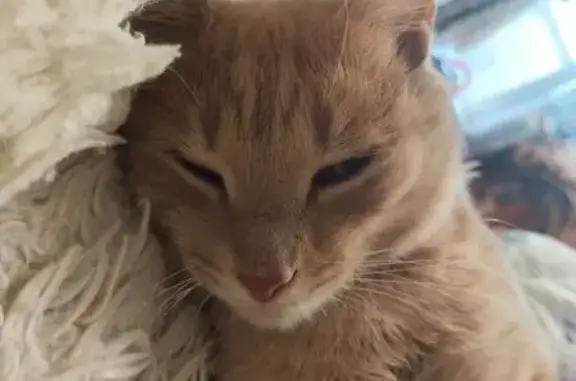 Найдена кошка, Иркутск, фото: Кошка найдена: Карла Либкнехта, 94, Иркутск