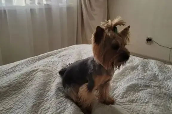 Собаки потеряшки, Ярославль, фото: Потеряшка собака на Гражданской 7В, Ярославль