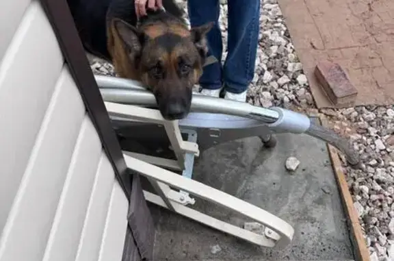 Найдена собака, , фото: Овчарка найдена, Заволжский, Тверь
