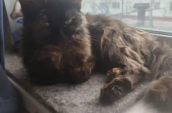 Кошки потеряшки, Тюмень, фото: Потеряшка кошка, Геологоразведчиков 46, Тюмень