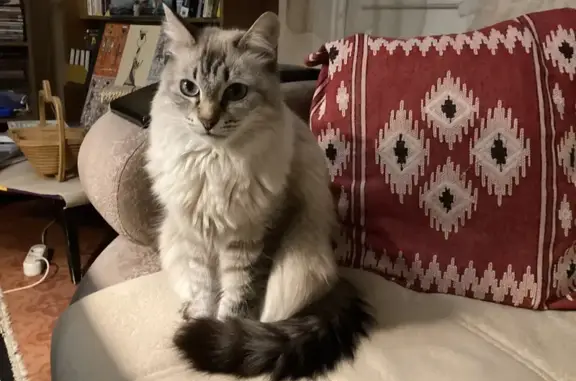 Кошки потеряшки, Ульяновск, фото: Потеряшка кошка, Репина 37, Ульяновск