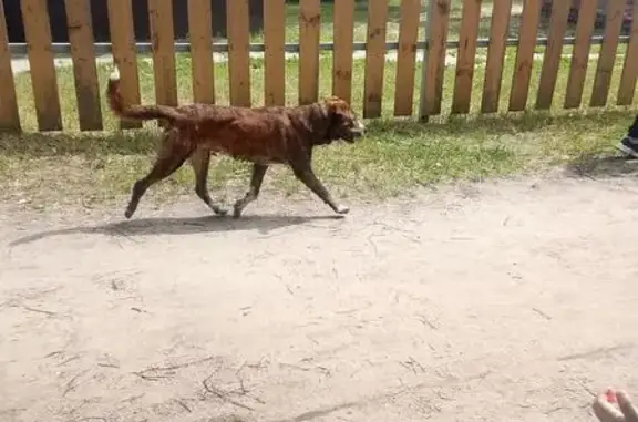 Собака найдена: Молодёжный пр., 4Б, НН