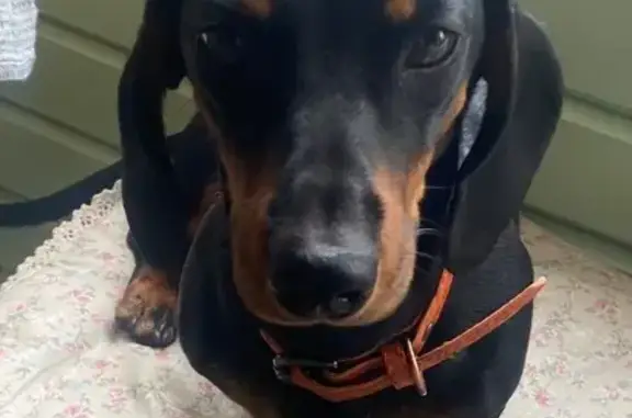 Найдена собака, Коломна, фото: Такса найдена: Центральная ул., 74А, Чанки