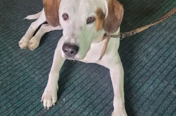 Найдена собака, Лукино, фото: Собака найдена: ул. Победы, 19, Лукино