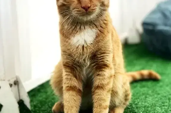 Найдена кошка на Мартынова, 41, Красноярск