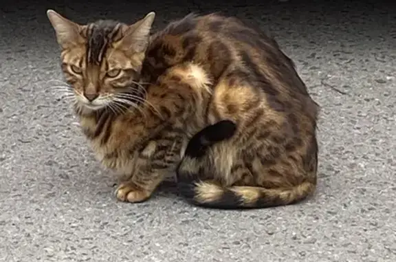 Найдена кошка, Раменское, фото: Кошка найдена на Коммунистической 30