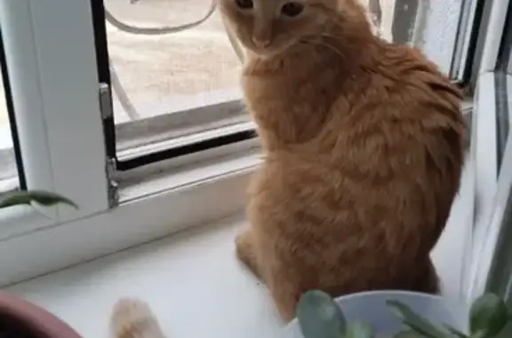 Кошки потеряшки, Оренбургская область, фото: Потеряшка кошка, Озёрная ул., Оренбург