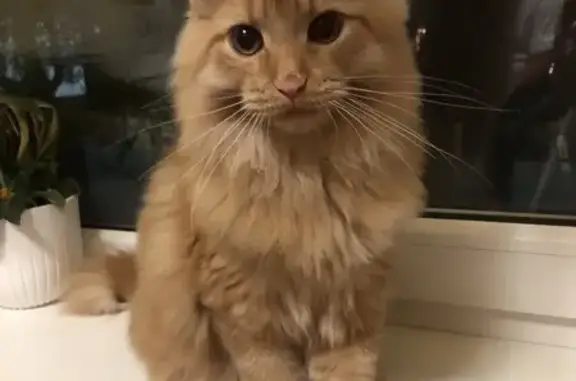 Потерянные животные Ханты-Мансийск, фото: Пропала кошка на Пролетарской, 6