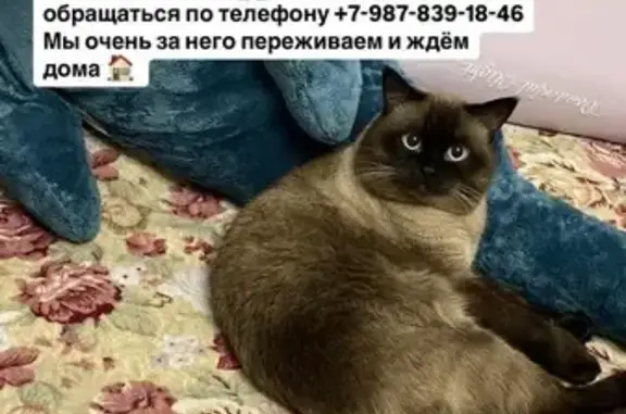 Кошки потеряшки, Ессентуки, фото: Потеряшка кошка, Кисловодская 149, Ессентуки