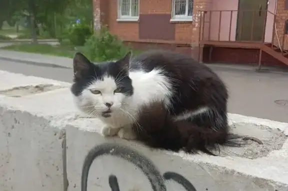 Найдена кошка, Ярославль, фото: Кошка найдена у Волгоградской 39, Ярославль