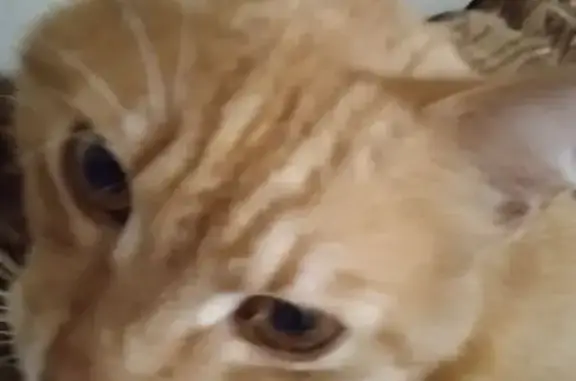 Рыжий котик найден, ул. 1 Мая, 442, Крдр